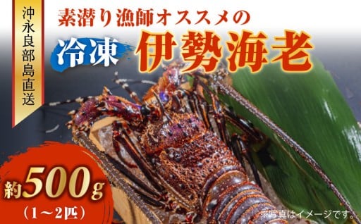 沖永良部島直送！素潜り漁師オススメの冷凍伊勢海老 約500g（1～2匹）🦞