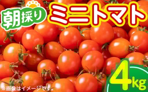 甘さと酸味のバランスが◎ 朝採れミニトマト🍅
