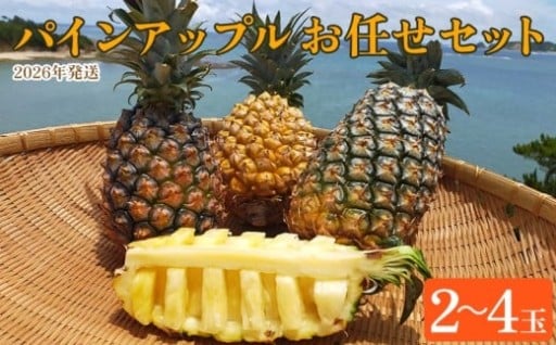 東村産パインアップルお任せセット1（2～4玉）【2026年発送】
