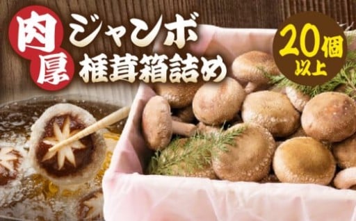 【香川県三木町】肉厚ジャンボ椎茸箱詰め２０個以上🍄