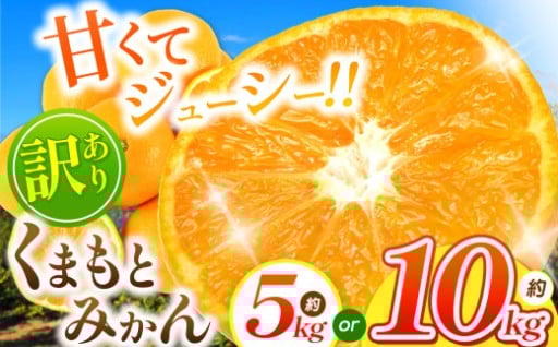 訳あり くまもと みかん 約 10kg または 5kg【 11月頃～2月頃まで 発送 】