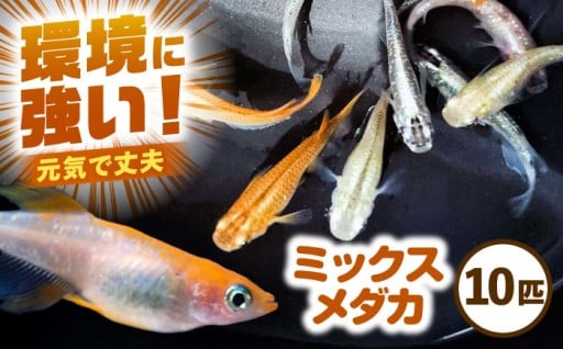 【癒しをお届け】ミックスメダカ10匹セット