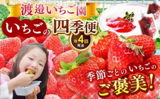 【 定期便 4回 】 渡邉いちご園を楽しむ“いちごの四季便”