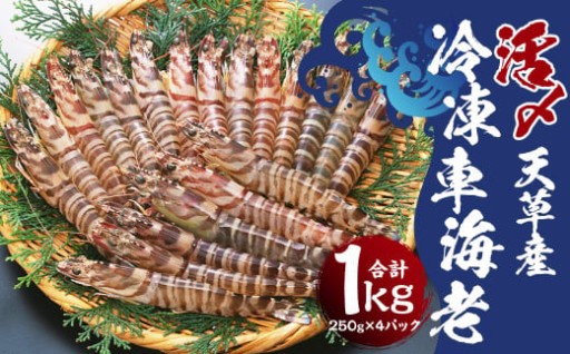 天草産 活 〆冷凍 車海老 250g×4パック (28~40尾入り)