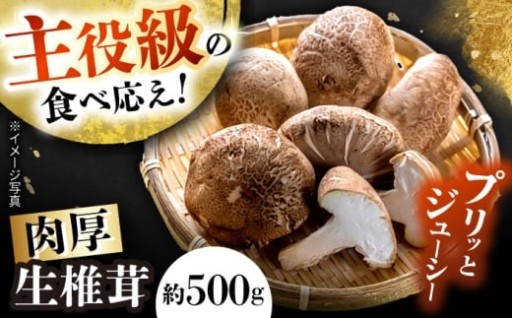 主役級の食べ応え！肉厚生椎茸（菌床）約500g