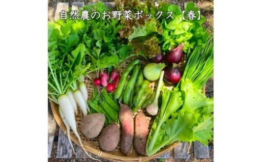 【自然農】季節のお野菜セット(約10品)