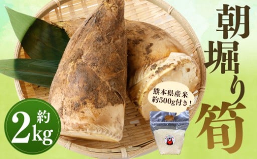 【数量限定】朝堀り 筍 2kg