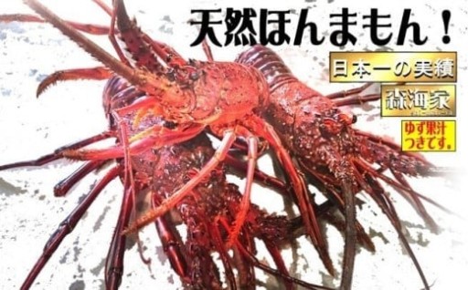 リピーター続出！東洋町近海物『伊勢海老』