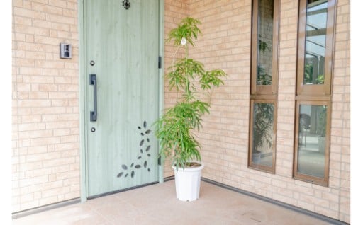 【プロが選ぶ観葉植物10号】アンガスティフォリア