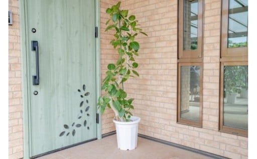 【プロが選ぶ観葉植物 10号】ベンガレンシス