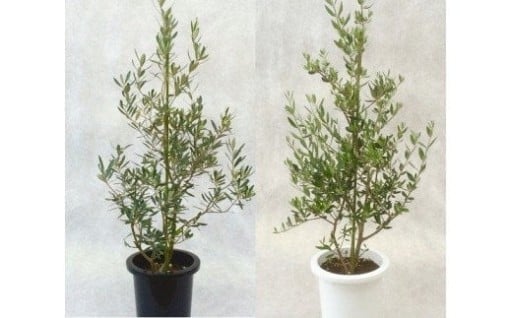 プロが選ぶ観葉植物～平和のシンボル オリーブ～ 8号鉢