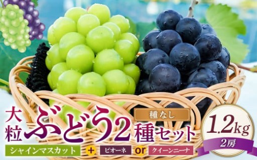 大粒ぶどう 2種セット シャインマスカット他 2房 計約1.2kg