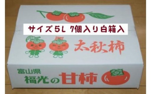 【富山県南砺市（なんとし）】甘柿　太秋柿5L×7個入（2.53kg以上） 白箱入り