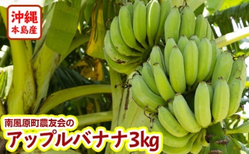 【希少】南風原町農友会の「アップルバナナ」3kg