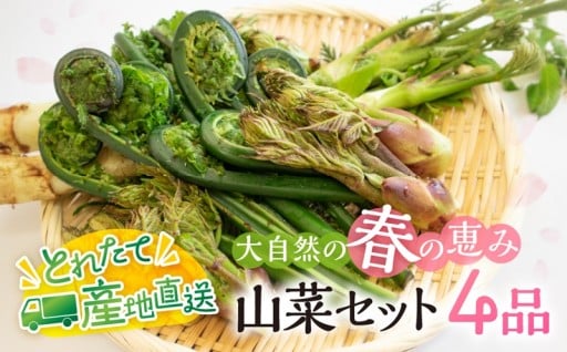 ＜令和8年産 先行予約＞ 春の恵み 山菜セット4品 