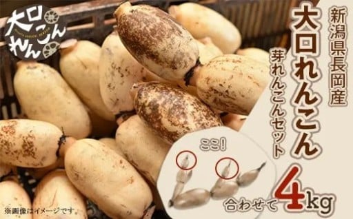 人気番組でも紹介♪ブランド野菜「大口れんこん」