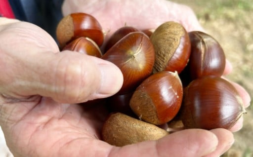 🌰〆切間近！甘くて大ぶりな「四万十栗」✨