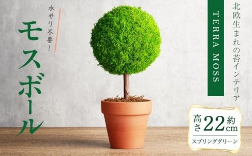観葉植物 モスボール＜縦110mm・横110mm・高さ220mm＞