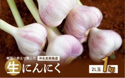 【2026年先行予約🏷️】農家厳選！南国の赤土で育んだ 沖永良部島産 生にんにく 2L玉 1kg🧄✨