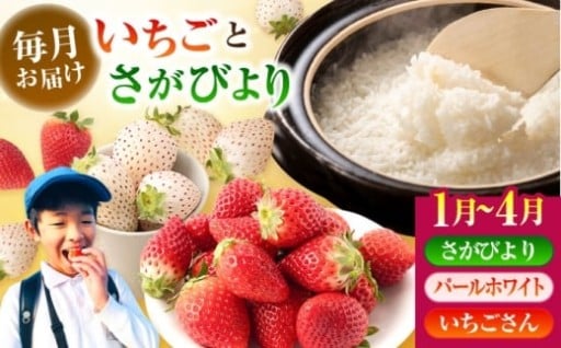 【全4回定期便】さがびより＆旬のいちごを毎月お届け！