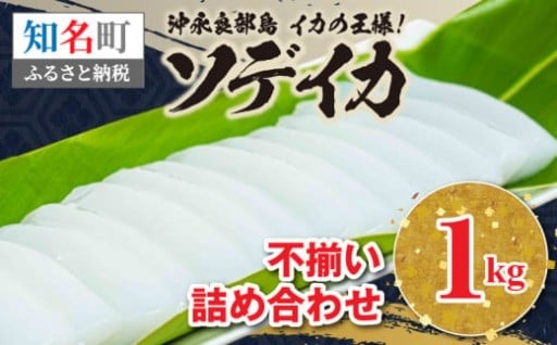沖永良部島 イカの王様！ソデイカ 1kg🦑