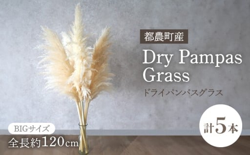 【宮崎県都農町】新登場★都農町産ドライパンパスグラス♪