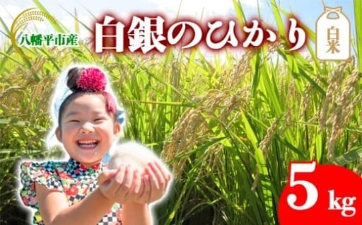 今年デビューの新しいお米「白銀のひかり」