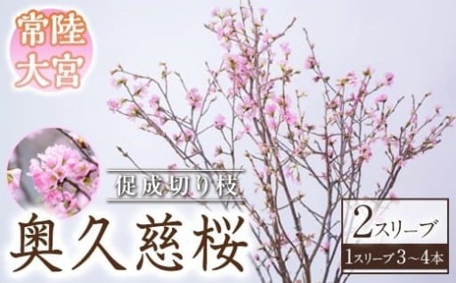 奥久慈桜 2スリーブ