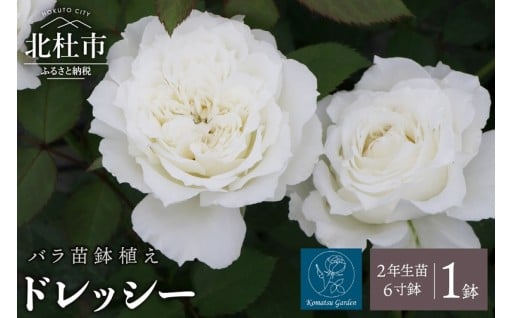 【2026年2月以降発送】バラ苗鉢植え「ドレッシー」