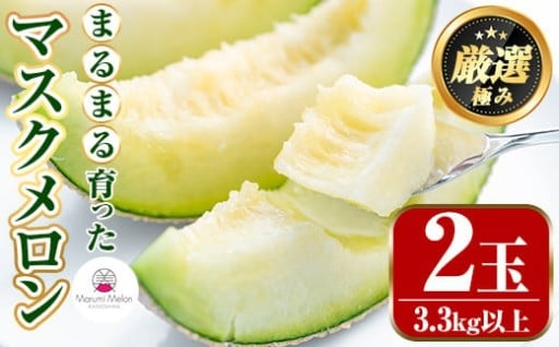 まるまる育ったマスクメロン(2玉・計3.3kg以上)
