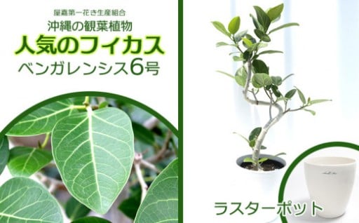★【沖縄の観葉植物】人気のフィカス ベンガレンシス6号 ラスターポット