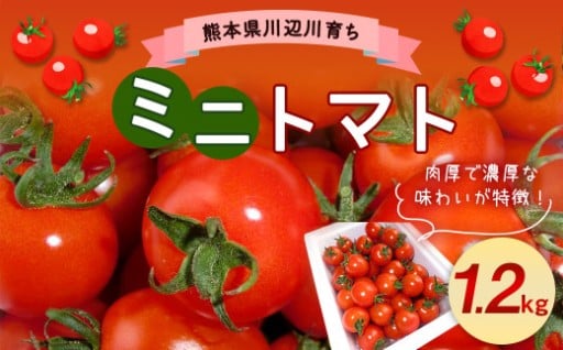 【先行予約】 川辺川育ち ミニトマト 1.2kg【2026年1月上旬～3月下旬発送予定】