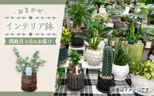 届いた瞬間、お部屋が華やぐ。そのまま飾れる「おまかせ観葉植物」インテリア鉢セット