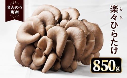 ＜先行予約！2025年12月上旬以降順次発送予定＞楽々ひらたけ(約850g)