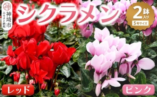 【数量・期間限定】冬の花の定番シクラメン✨