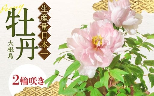 春を彩る「花の王様」!松江大根島牡丹(宝寿ぼたん) 2輪咲き