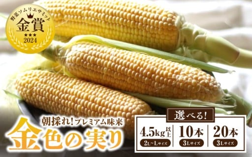 🌽朝採れ！プレミアム味来 ～金色の実り～🌽