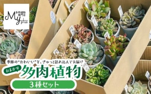 季節の多肉植物セットのご紹介🪴