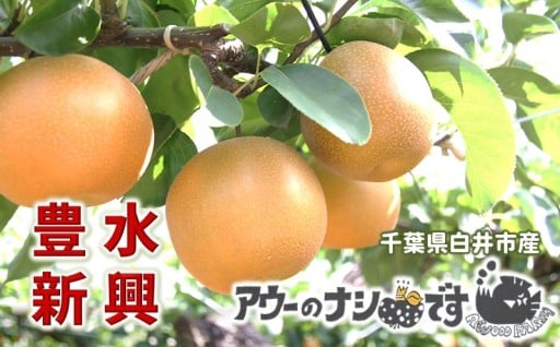 【先行予約受付始めました】農家直送 白井の梨