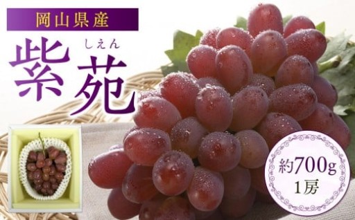 岡山県産 冬ぶどう「紫苑」 1房 約700g 2025年発送