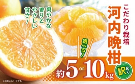 【選べる 容量】こだわり栽培 訳あり 河内晩柑 約 5～10kg