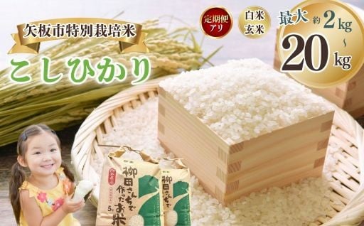 矢板市特別栽培米 こしひかり 玄米 白米 