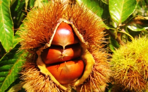 🌰✨今年は豊作！受付期間を延長しました！✨🌰