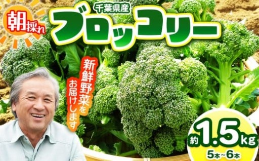 朝採り！ ブロッコリー 約1.5㎏（5～6本）