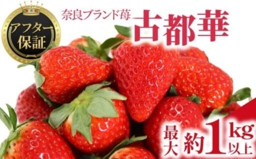 いちご 古都華 約540g～1kg 2～4パック