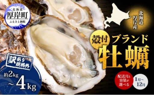 お届け月が選べる 訳あり 厚岸産 殻付カキ 