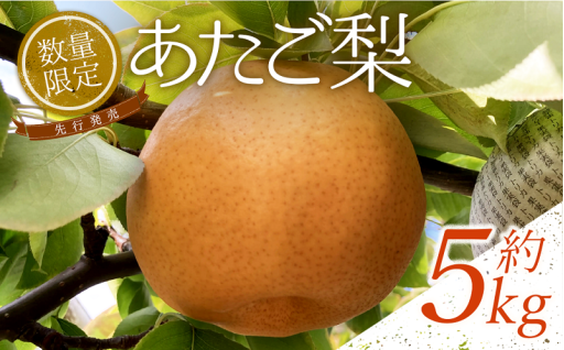 【秋の梨】あたご梨・新興梨・王秋梨　秋の梨を各種ご用意しております！