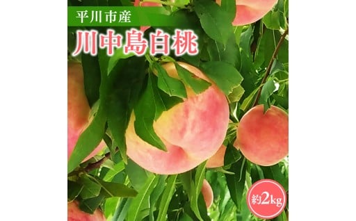 【2026年産 先行予約】平川市産川中島白桃 約２㎏(6-8玉)【今井農園】