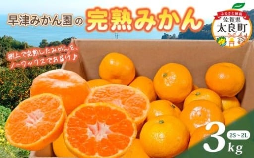 【11月15日受付終了！】早津みかん園の完熟みかん 3kg