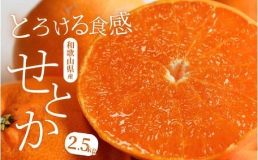 🍊一度は食べてみたい！”柑橘の大トロ” せとか🍊